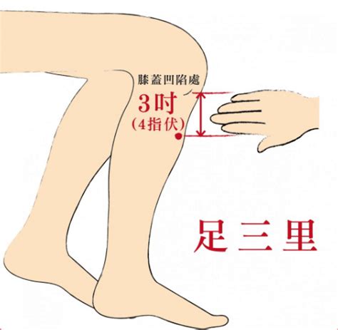 足山里 穴位|【穴以致用】足三里——治病、养生、保健第一大穴！。